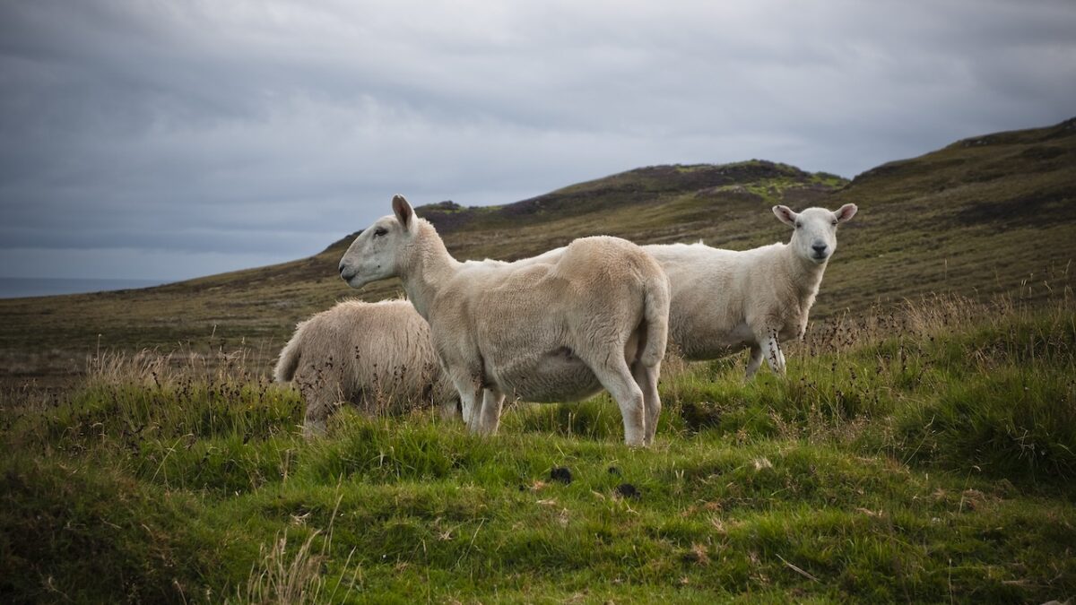 ovelhas pastando
