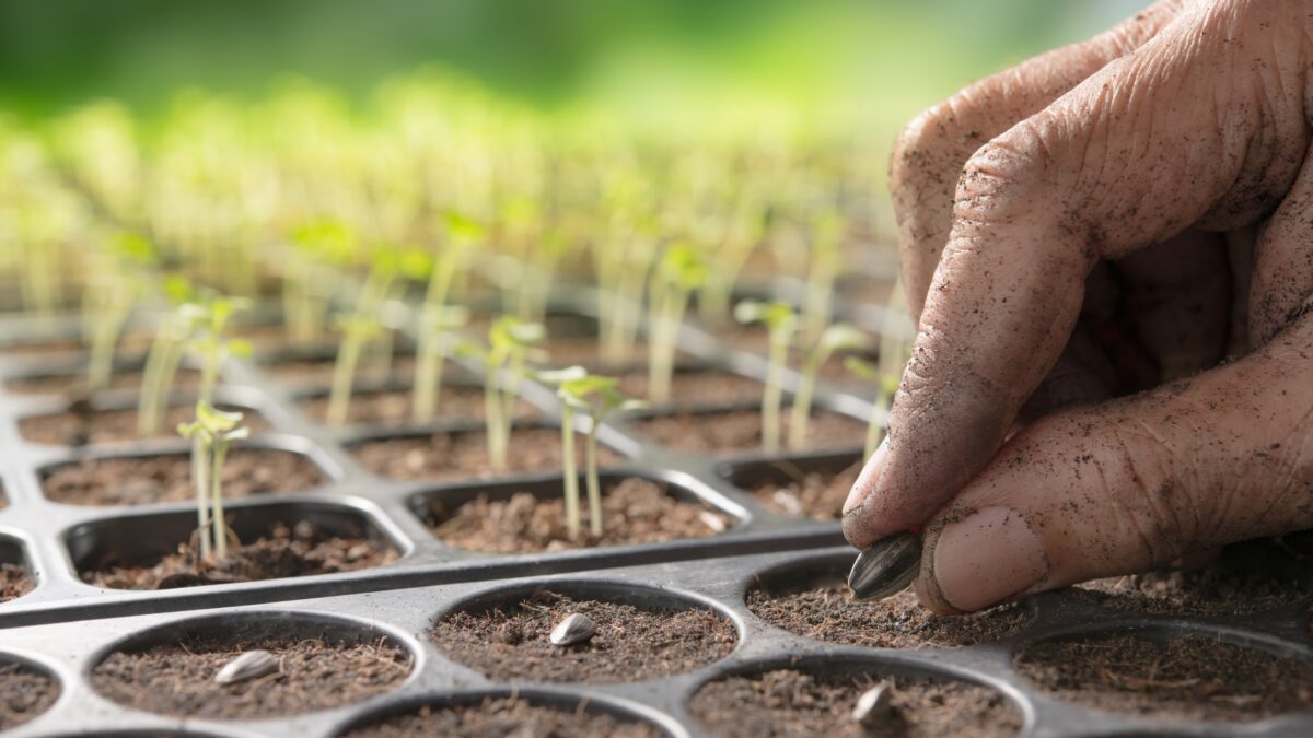 uma mão plantando sementes
