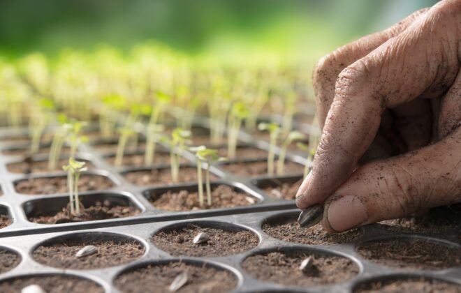 uma mão plantando sementes